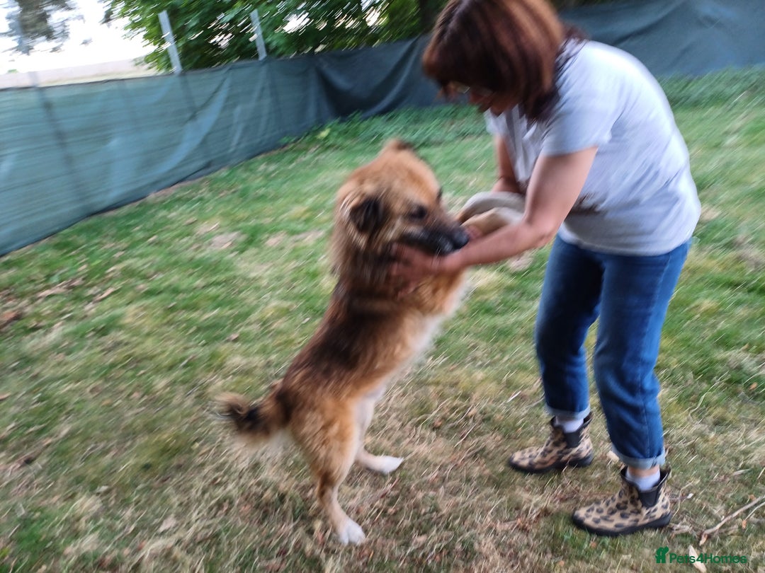 Mixed Breed dogs for adoption: BENNY - a loyal and gentle boy for a Loving Home - Image 23