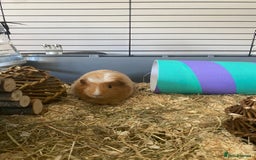 Guinea Pig rodents for sale: 2 male guinea pigs for sale - Image 4
