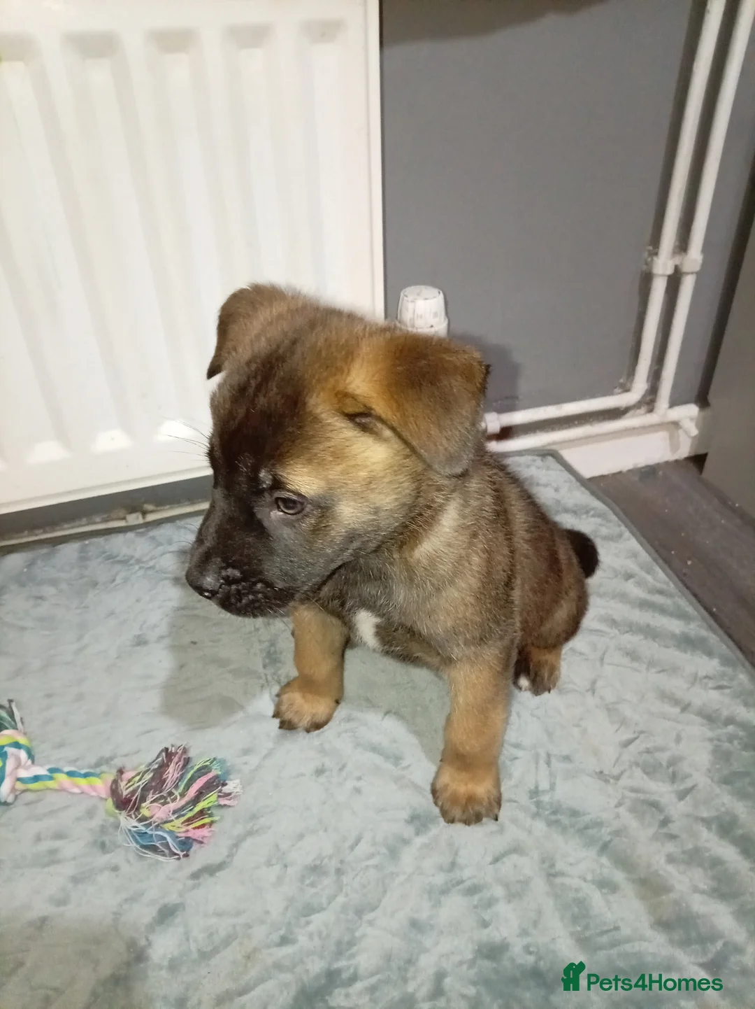 Akita dogs for sale: American Akita puppies READY TO GO - Advert 8