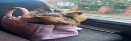 Yorkshire Terrier dogs for stud: Only 1.2kg!! Toy Yorkie STUD Yorkshire Terrier - Advert 3