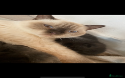 British Shorthair cats for sale: British shorthaired kittens  - Image 5