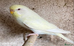 Budgerigars birds for sale: Beautiful Budgies - Image 7