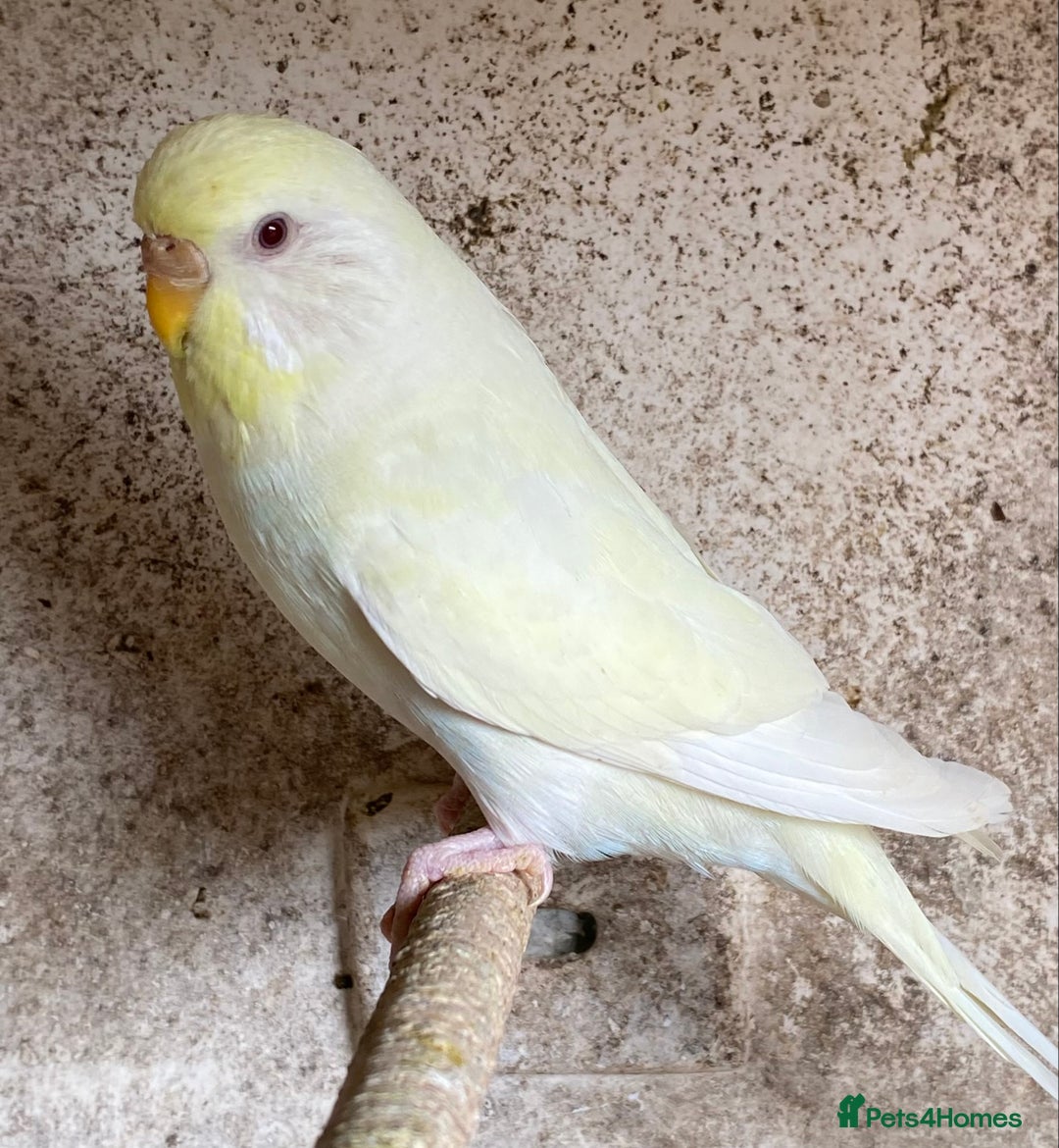Budgerigars birds for sale: Beautiful Budgies - Image 7