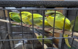 Budgerigars birds for sale: Budgies for Sale Many colours Cages Available  - Image 12