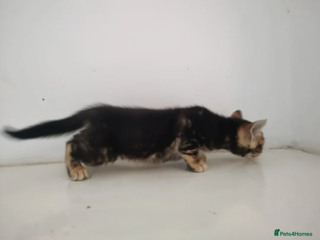 Bengal cats for sale: Bengal kitten girl - Advert 2