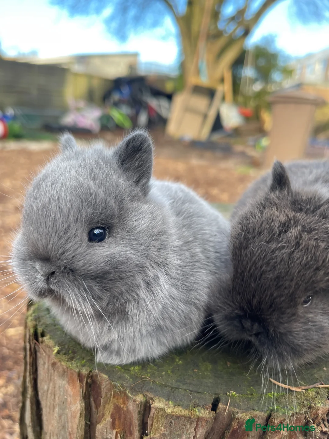 Netherland Dwarf rabbits for sale: Purebred Netherland dwarf - Advert 1