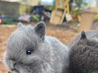 Netherland Dwarf rabbits for sale: Purebred Netherland dwarf - Advert 2