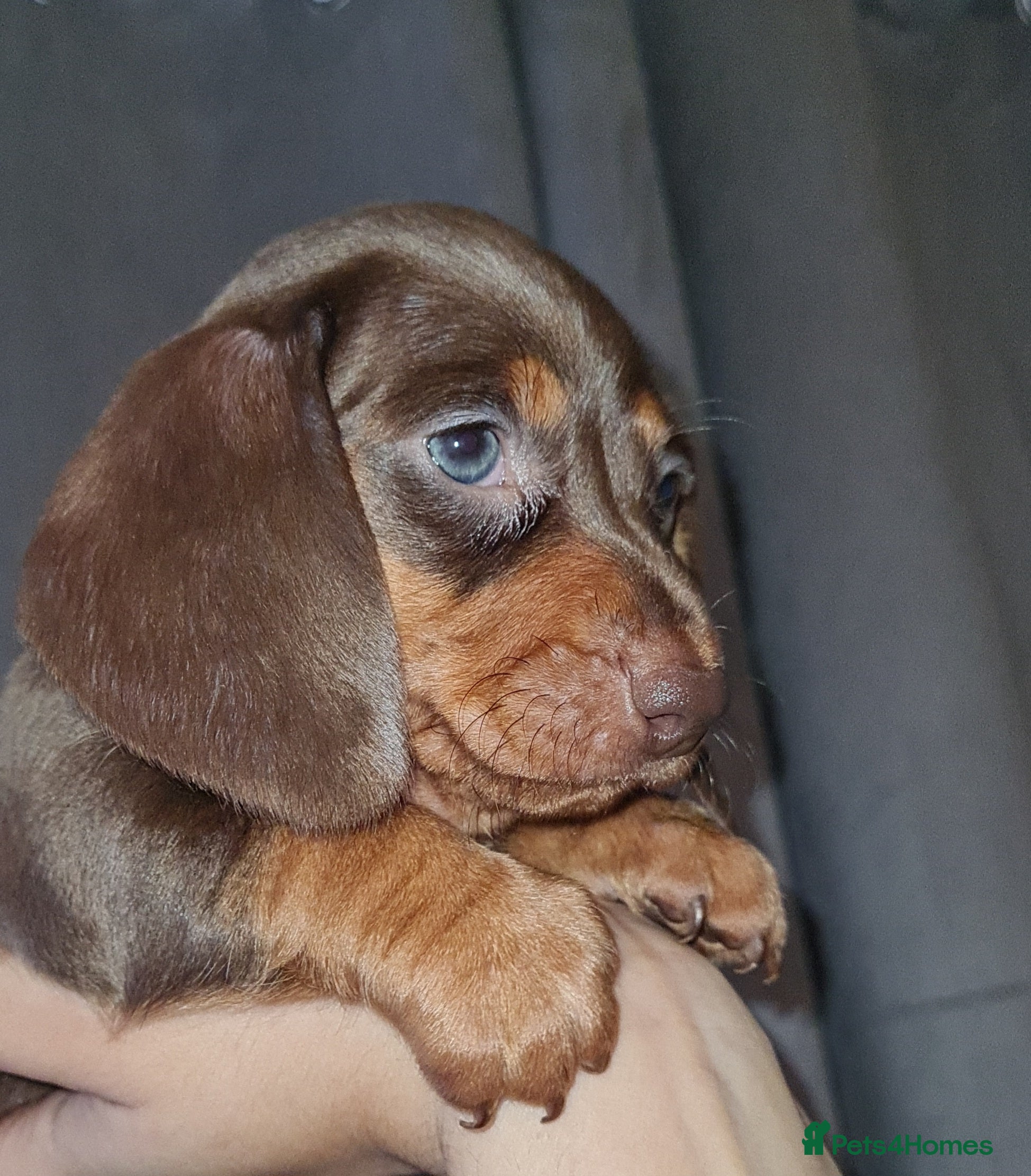 Miniature Dachshund dogs 🩷🐶 BEAUTIFUL  dachshunds puppy 🩷🐶 - Advert 1