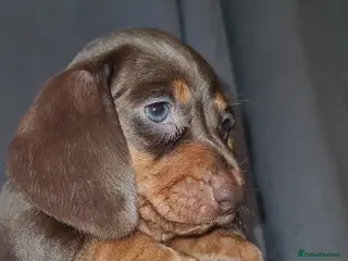 Miniature Dachshund dogs 🩷🐶 BEAUTIFUL dachshunds puppy 🩷🐶 - Advert 1