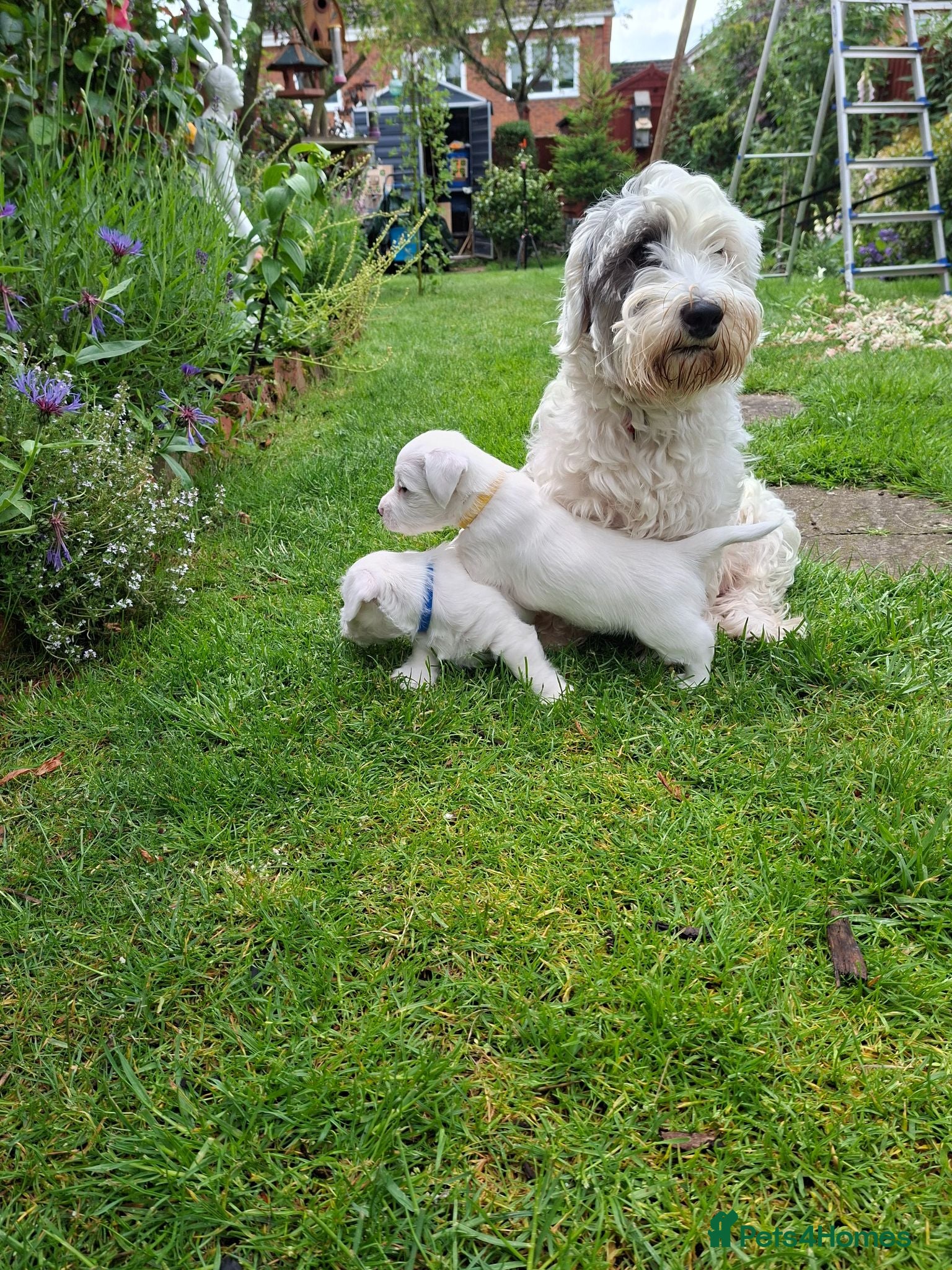 Sealyham Terrier dogs 2 Sealyham terrier puppies left for sale - Advert 1