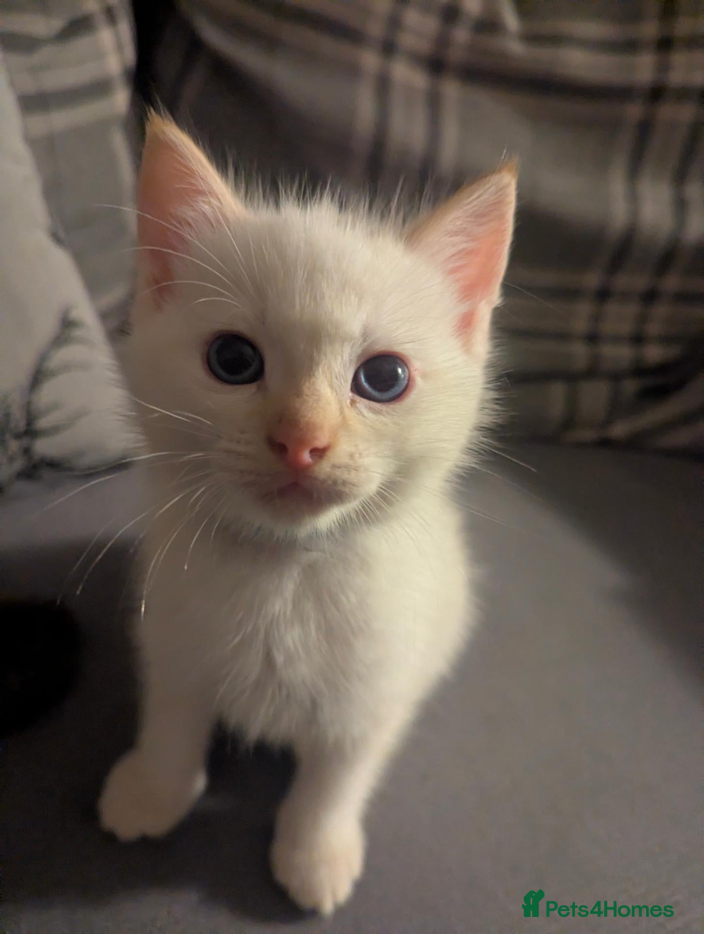Ragamese cats Beautiful ragameise kittens-1 boy left - BLUE  - Advert 11