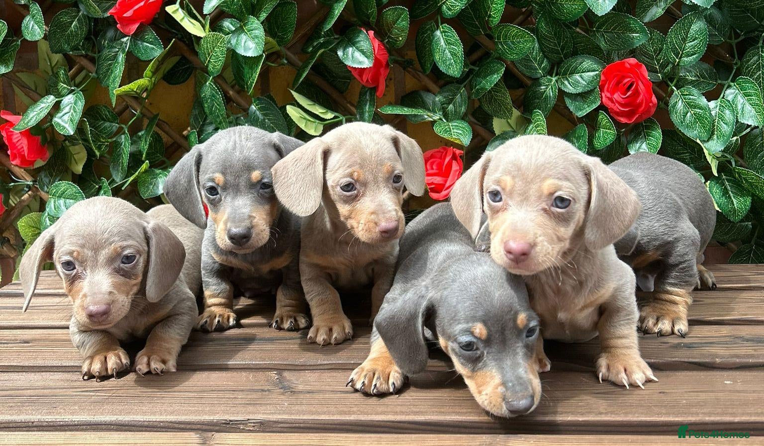Miniature Dachshund dogs STUNNING RAINBOW MINIS KC REG PRA CLR - Advert 1