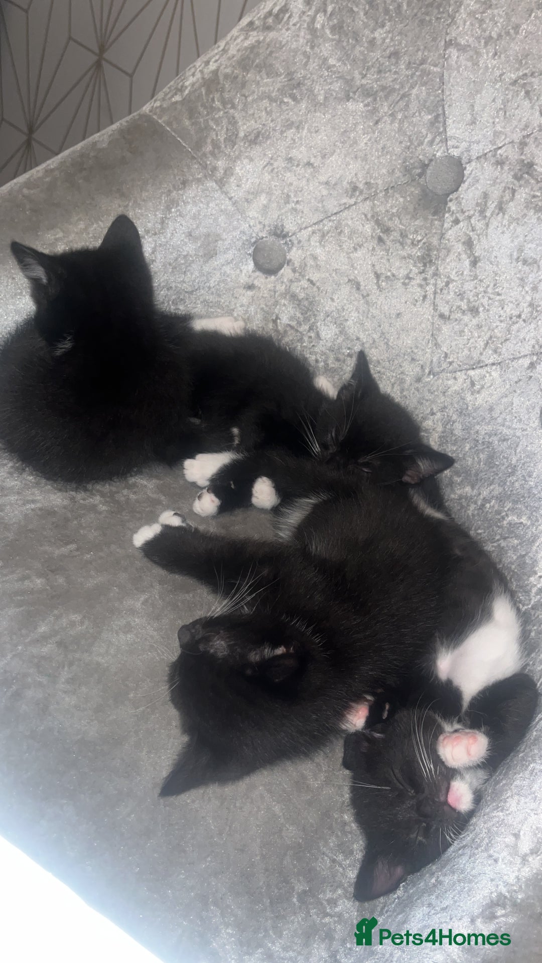 Mixed Breed cats for sale: Gorgeous kittens black and white - Image 17