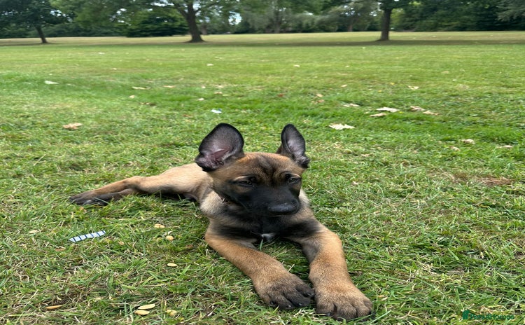 Belgian Shepherd Dog dogs in Peterborough - Advert 1
