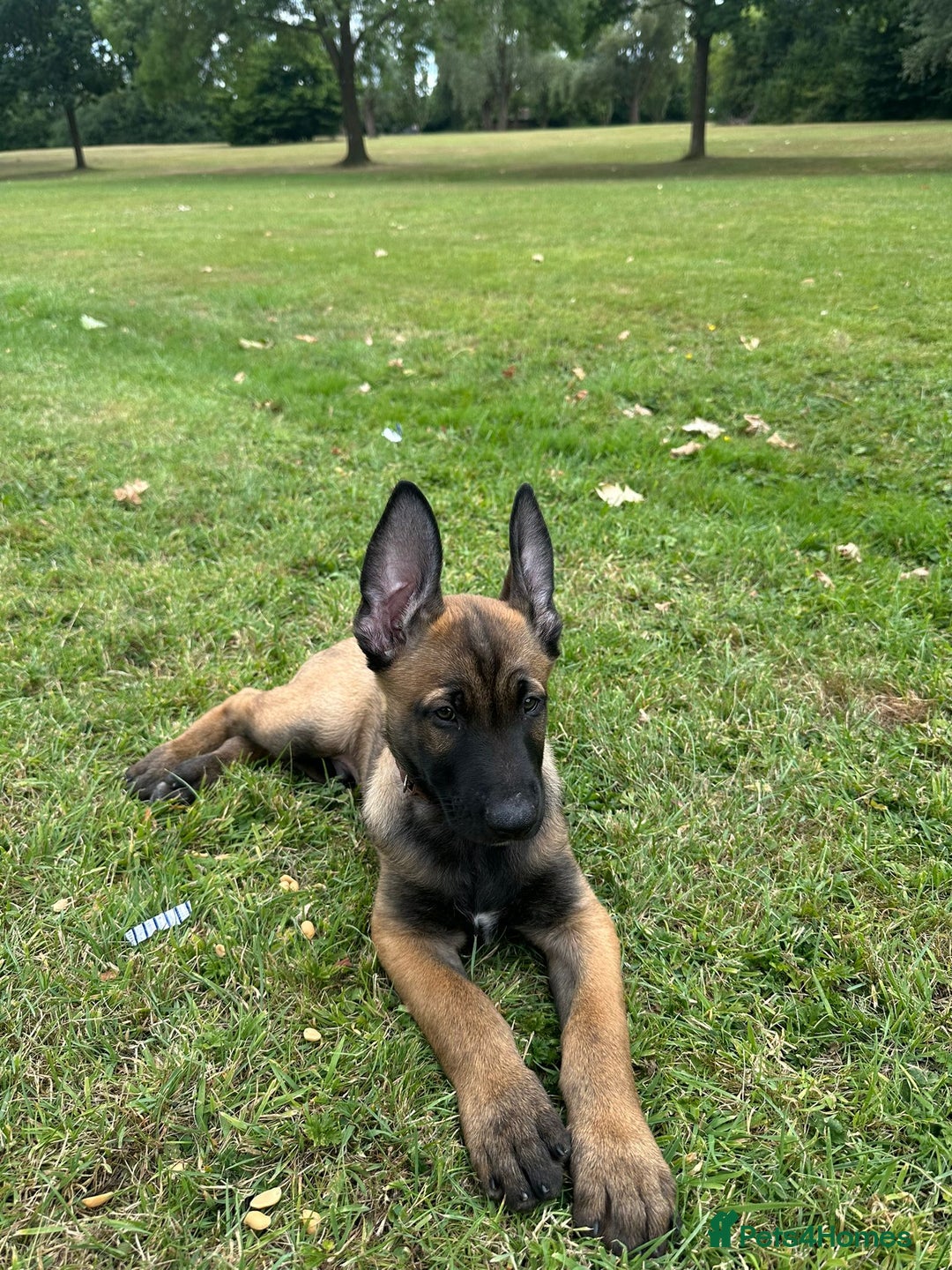 Belgian Shepherd Dog dogs for sale: Belgian Malinois.1girl and 1 boy left.Reduced £ in Peterborough - Image 1