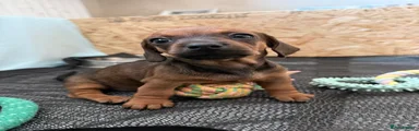 Dachshund 4