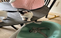 Mixed Breed cats for sale: Kittens for sale - Image 4