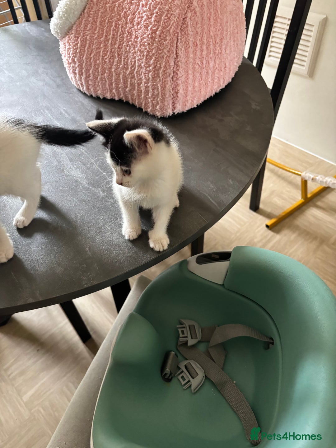 Mixed Breed cats for sale: Kittens for sale - Image 4