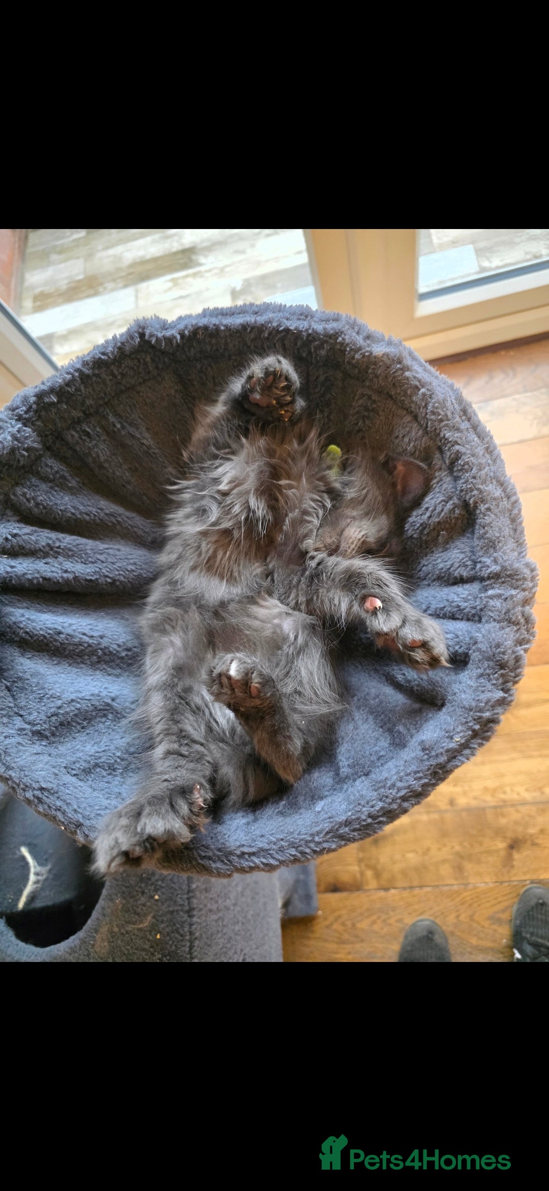 Maine Coon cats for sale: Maine coon polydactyl pedigree kittens  - Advert 3