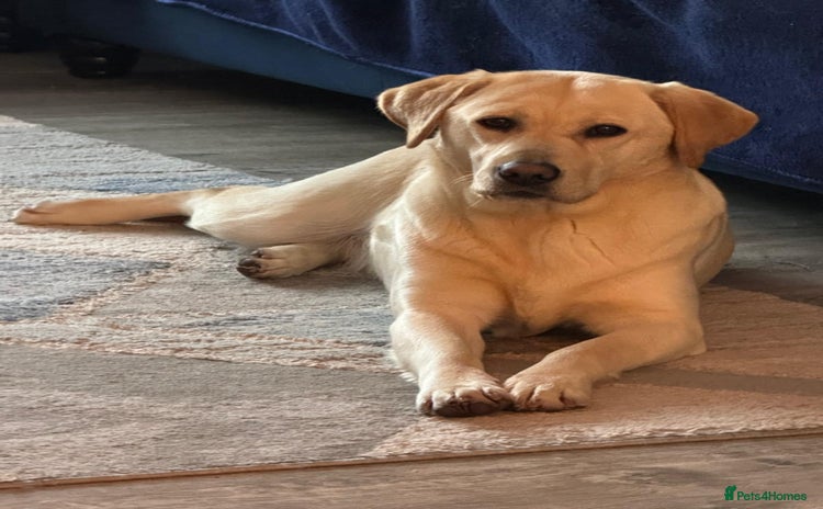 Golden Retriever dogs - Advert 3