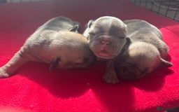 Mixed Breed dogs for sale: Frenchie/pocket bully pups for sale - Image 2