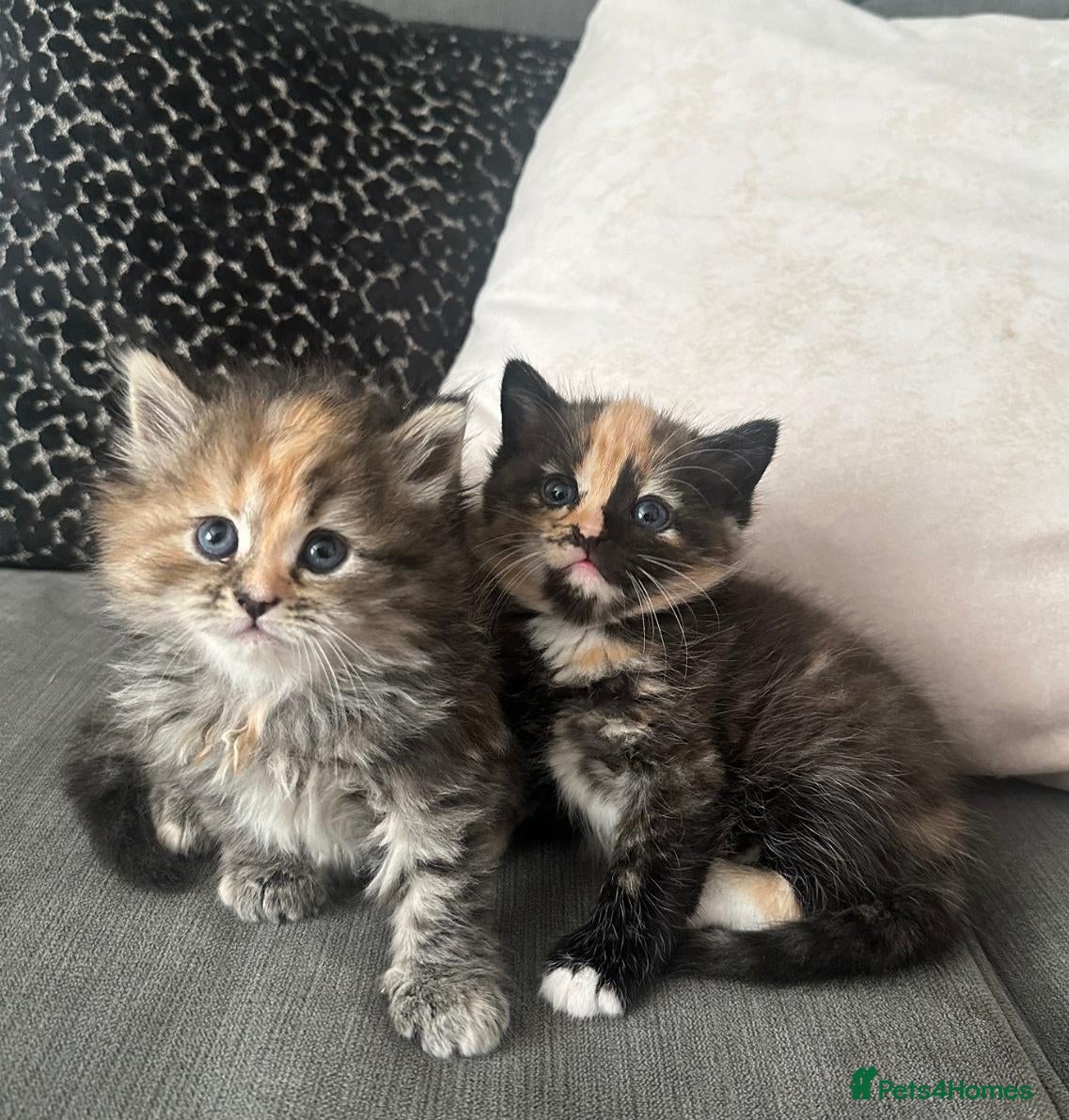 Persian cats Beautiful persian cross kitten for sale - Advert 8