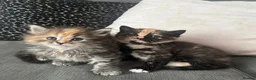 Persian cats for sale: Beautiful persian cross kitten for sale - Advert 1