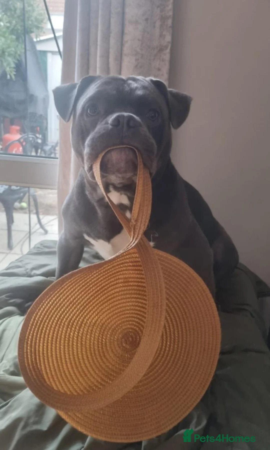 Mixed Breed dogs for sale: 10 month male mixed breed dog for rehome - Advert 4