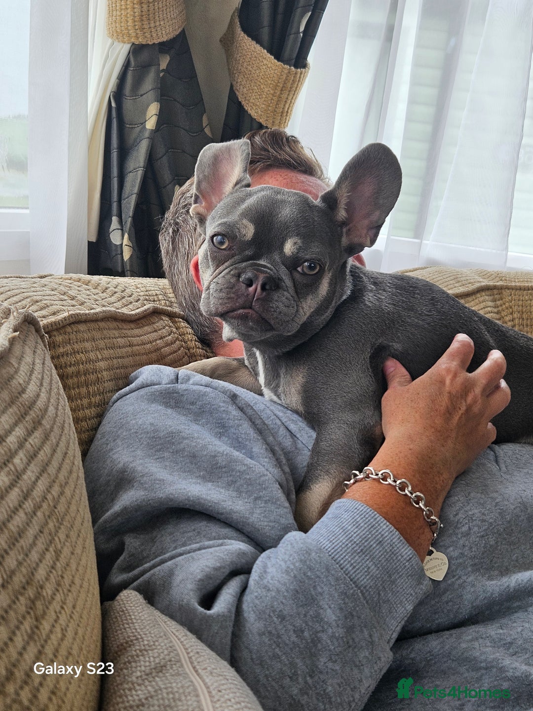 French Bulldog dogs for sale: Frenchie for sale  - Image 5