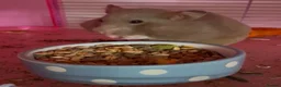 Hamster rodents for sale: Female hamster  - Advert 3