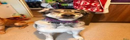 Mixed Breed dogs for sale: Beautiful Kira in Swadlincote - Advert 8