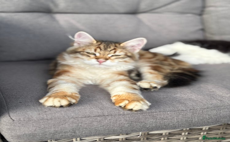 Siberian cats - Advert 2