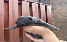 Cane Corso dogs for sale: cane corso pups - Image 22