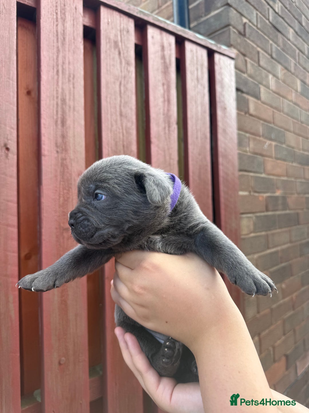 Cane Corso dogs for sale: cane corso pups - Image 22