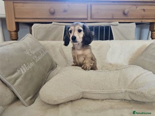 Miniature Dachshund dogs Beautiful kc reg shaded cream girl - Advert 2