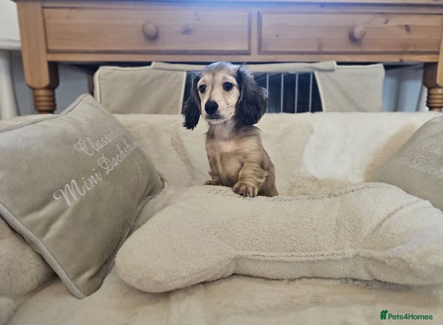 Miniature Dachshund dogs Beautiful kc reg shaded cream girl - Advert 2