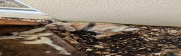Mixed Breed rabbits for sale: 5 female rabbits looking for a forever home  in Dumfries - Advert 2