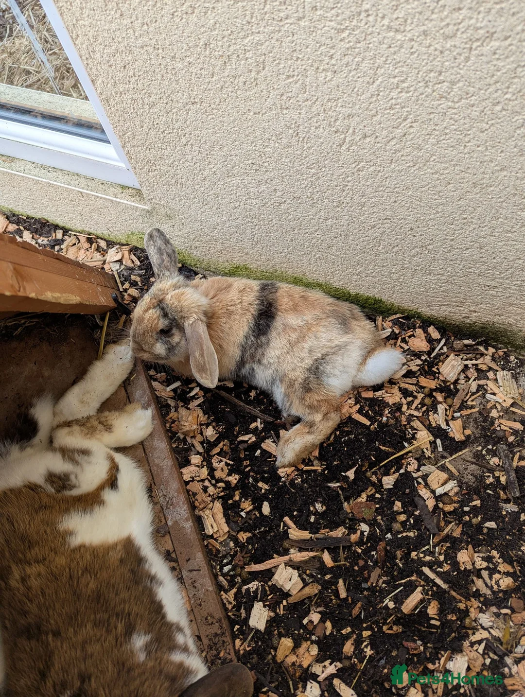 Mixed Breed rabbits for sale: 5 female rabbits looking for a forever home  in Dumfries - Advert 2