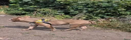 Mixed Breed dogs for sale: Bleu 2YO Pocket Bully in Bishop Auckland - Advert 3