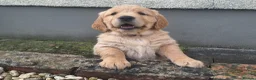 Golden Retriever dogs for sale: Beautiful litter of Golden Retriever puppies 🐶  - Advert 19