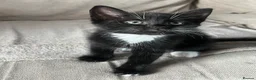 Mixed Breed cats for sale: 3 X Mixed breed kittens - Advert 3