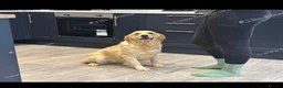 Golden Retriever dogs for sale: Six month old beautiful female puppy  - Advert 1