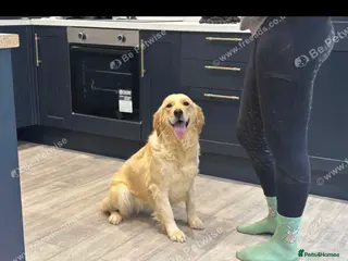 Golden Retriever dogs Six month old beautiful female puppy - Advert 1