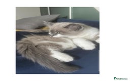 Mixed Breed cats for sale: beautiful kitten - Image 3