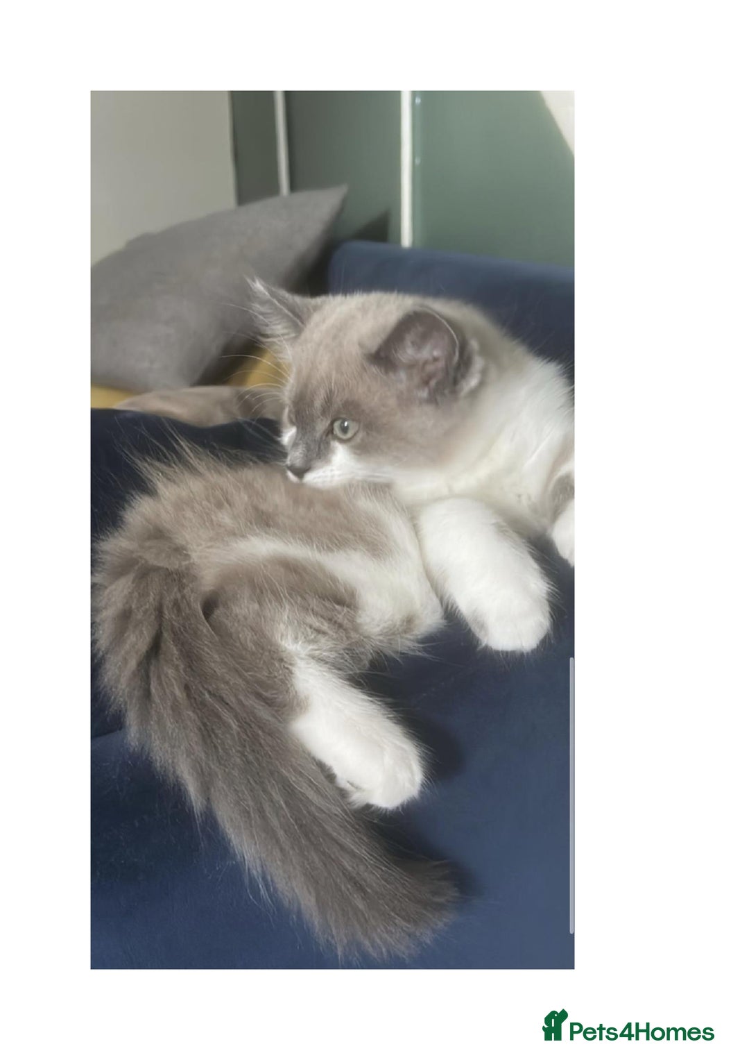 Mixed Breed cats for sale: beautiful kitten - Image 3