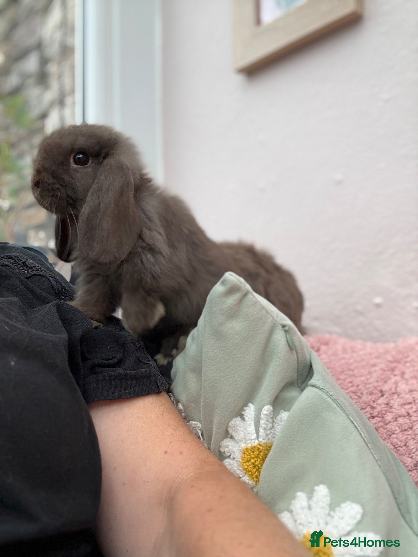 Mini Lop rabbits Mini lops-raised indoors-vaccinated  - Advert 2