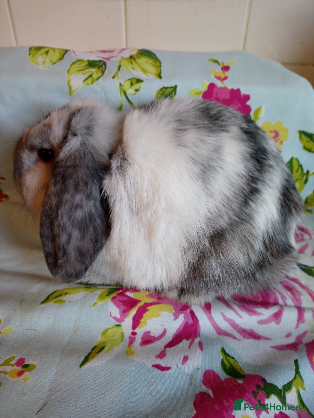 Mini Lop rabbits for sale: Pedigree Mini Lops - Advert 16