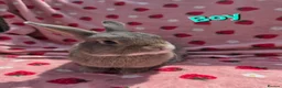 Mixed Breed rabbits for sale: Silly tame blue fawn plush mini lop - Advert 7