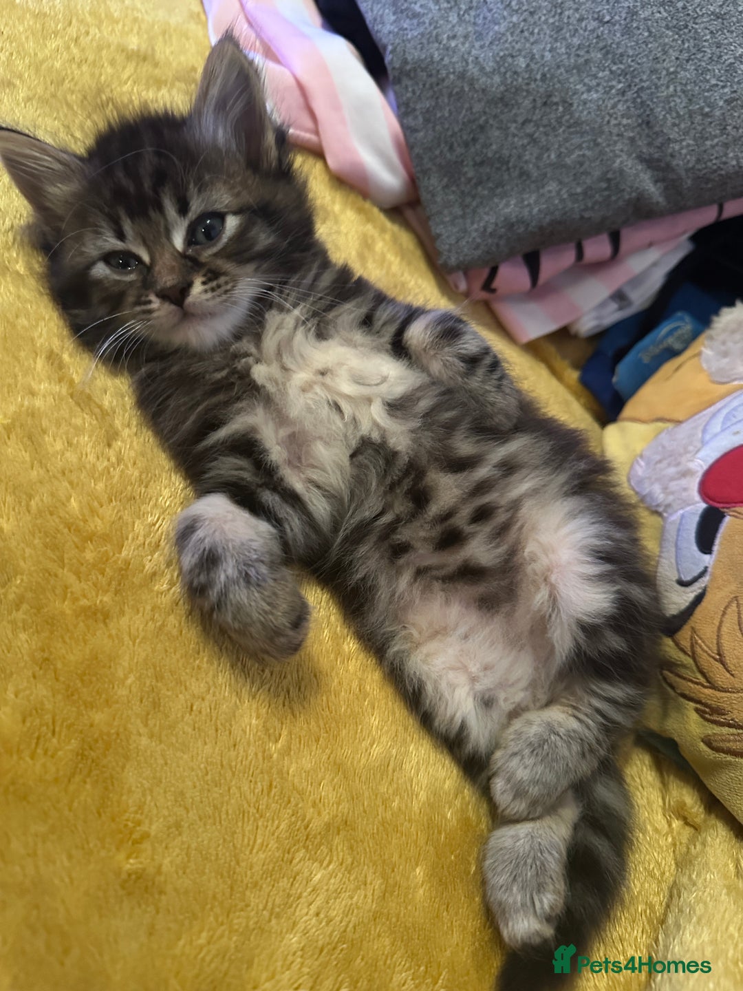 Mixed Breed cats for sale: 3 Half Ragdoll kittens; 2 boys and 1 girl - Advert 8