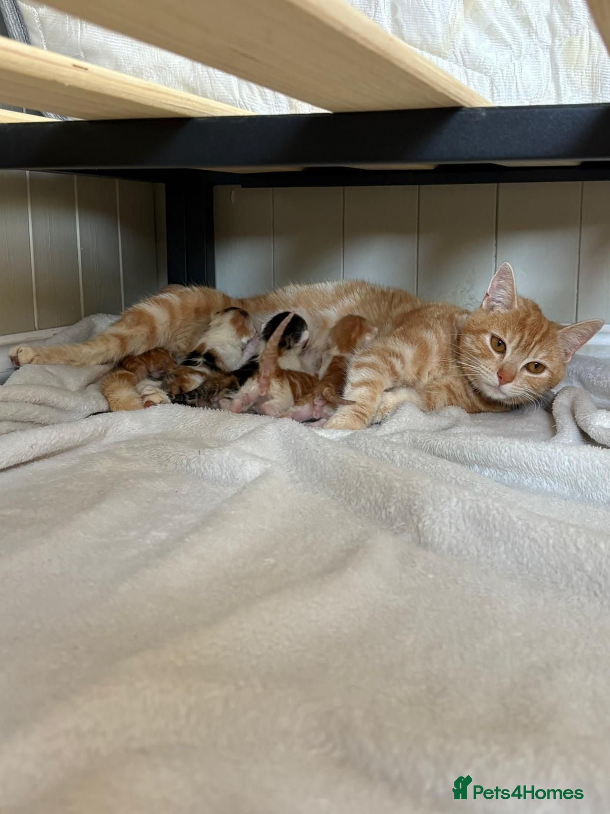 Mixed Breed cats Beautiful kittens for sale - Advert 7
